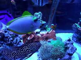 Marine Betta Having Dinner Youtube