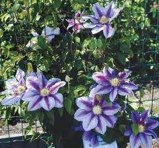 This clematis requires no pruning, but can be cut back after flowering to contain its spread. Plant Information Perfect Pergolas Uk Made Built To Order Pergola