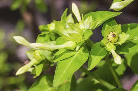 Do you have some growing in your garden now? Non Flowering Four O Clocks What To Do When Four O Clocks Are Not Blooming