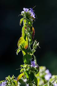 Image result for Barleria obtusa