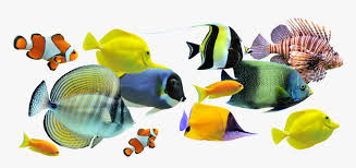 Fishes and shells, fish, a group of fish swimming, watercolor painting, aquarium png. Peces Group Of Fish White Background Hd Png Download Kindpng