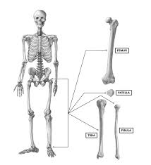 Additionally, the ventral and dorsal epicondyles of birds are important for them to keep. Crossfit Bones Of The Knee