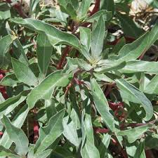 Image result for Ormocarpum zambesianum