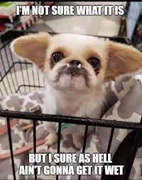 Mom, i also want to see funny photos of animals! Pin On Funny Animals