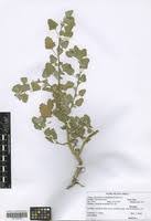 Image result for Chenopodium opulifolium