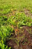 Image result for Aeschynomene nyassana