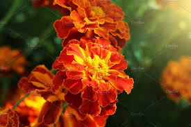 Pin On Gardening