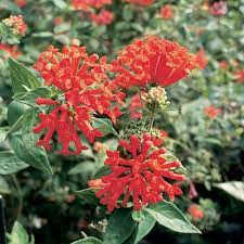Hummingbird Flower Bouvardia Ternifolia Hummingbird Flowers Flowers Desert Flowers