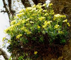 Image result for Hugonia elliptica