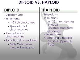 Diploid cells are those that have two sets of chromosomes. Ppt Diploid Vs Haploid Powerpoint Presentation Free Download Id 2867331