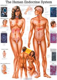 The Human Endocrine System Anatomical Chart