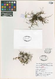 Image result for Elaphoglossum conforme