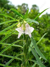 Image result for Sesamum