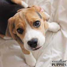 Tag Excellent Puppies On Instagram Featuring An Excellent Puppy Photo Tagged Excellent Puppies Congratulations Michelangel Puppy Photos Beagle Puppies