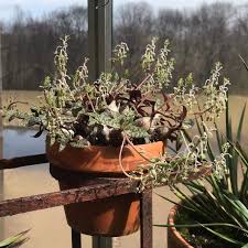 Image result for Ledebouria cordifolia