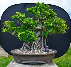 Image result for Grewia microcarpa