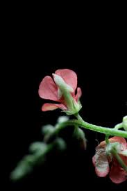 Image result for Indigofera subulata