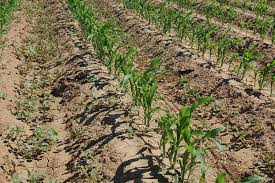 Gigapromo is the website to compare atrazine weed control. Postemergence Weed Control In Sorghum United Sorghum Checkoff