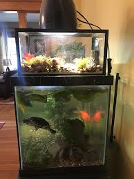 Healthy Turtle Aquarium Turtle Aquarium Turtle Habitat Turtle Tank Setup