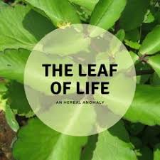 It is very low in calories (16 cal. 10 Asian Herbs Ideas Herbs Plants Herbalism