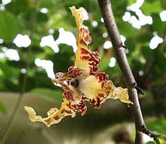 Image result for Monodora junodii