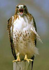 Hawks are widely distributed and vary greatly in size. Buteo Bird Britannica