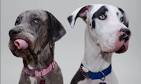List of Great Dane Mix Breed Dogs - Dog Breed Info