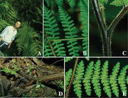 Image result for Dennstaedtiaceae