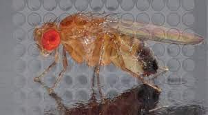 What do fruit flies eat? Drug Screening In Drosophila Why Flies Advanced Science News
