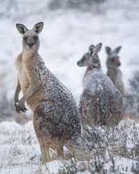 Australia An Incredible Country Australia Animals Kangaroo