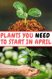 In gardens, ornamental plants are often grown for their flowers, foliage, or overall appearance; Plants To Grow In The Month Of April Pastel Dwelling Planting Guide Plants April Gardening