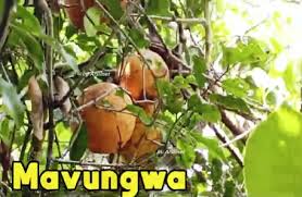 Image result for Landolphia kirkii