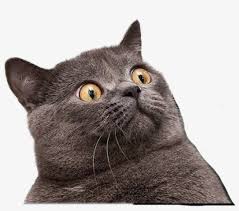 Funny Cat Clipart With A Transparent Background Png Cat Scared Face Meme Transparent Png 1024x778 Free Download On Nicepng