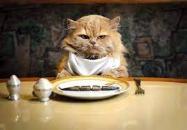 Kondisi ini bukan merupakan suatu penyakit, namun menjadi efek dari adanya penyakit atau perubahan pola makan. Kenapa Kucing Saya Tak Nak Makan Suggieheaven