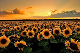 Pin De Kathya Salvatierra En Ksjdkdj Girasoles Fondos De Fondos De Computadora Fondos Para Pc Tumblr
