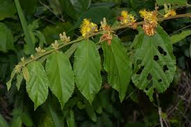 Image result for Grewia forbesii