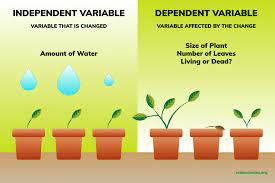 I did an experience on this ,i took 4carnation flowers and put them in different jars an d then put an independent variable is one that is changed to obtain a different result. Independent And Dependent Variables Examples