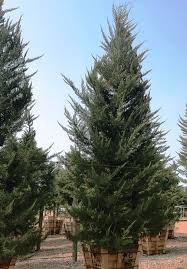 Image result for Cupressus macrocarpa