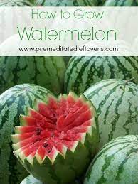 How To Grow Watermelon How To Grow Watermelon Watermelon Plant Growing Vegetables