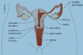 El aparato reproductor se desarrolla cerca del aparato urinario y de los riñones. Sistema Reproductor Femenino By Carolinaemetz On Genially
