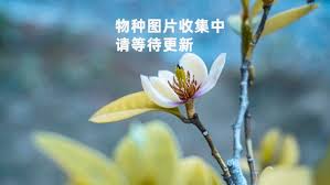 Image result for Peponium