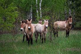 Today, chernobyl beckons to tourists who are intrigued by its history and its danger. How Radiation Is Affecting Wildlife Thirty Years After The Chernobyl Disaster