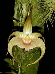 Image result for Bulbophyllum prorepens