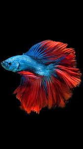 Super Wallpaper Iphone Red Creative Ideas Fish Wallpaper Betta Fish Betta Fish Tank