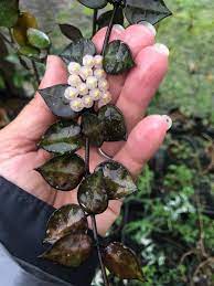 Hoya Krohniana Black Leaves Hoya Plants Hoya Plant House Plants