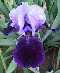 Twist Of Fate Iris Flowers Beautiful Flowers Flowers