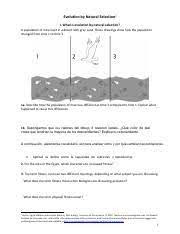 Mice living in a desert 1. Natural Selection Serendip Studio S One World Docx Evolution By Natural Selection1 I Mice Living In A Desert These Drawings Show How A Population Of Course Hero
