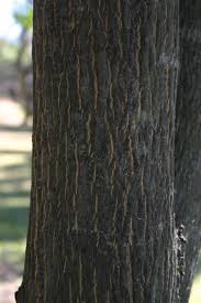 Image result for Ptaeroxylon obliquum