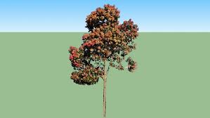 Image result for Triplaris americana