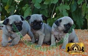 Satilik Pug Mops Yavrular 05412625843